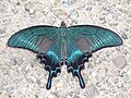 Papilio maackii