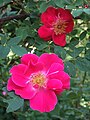 Rosa 'Eddie's Jewel', Eddie 1962.