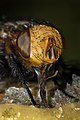 Image 12 Insect mouthparts Photo: Richard Bartz A macro view of a Gonia capitata fly feeding on honey, showing its proboscis and pedipalps (the two appendages protruding from the proboscis), two types of insect mouthparts. The proboscis actually comprises the labium, a quadrupedal structure, and a sponge-like labellum at the end. Flies eat solid food by secreting saliva and dabbing it over the food item. As the saliva dissolves the food, the solution is then drawn up into the mouth as a liquid. The labellum's surface is covered by minute food channels which form a tube leading to the esophagus, and food is drawn up the channels by capillary action. More selected pictures