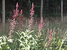 Photographie en couleurs de plusieurs plantes herbacées aux tiges élancées se terminant par de longs épis de fleurs rouges