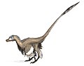 Velociraptor, dinozaver s perjem, živel je v pozni kredi