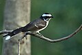 at Sindhrot in Vadodara District of Gujarat, India.