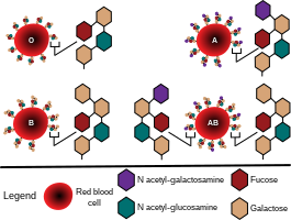 Diagram showing the carbohydrate chains that determine the ABO blood group