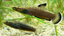 Betta albimarginata