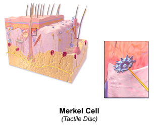 Merkel cell.