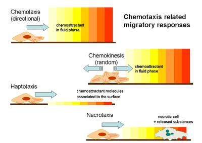 Chemotaxis related migratory responses