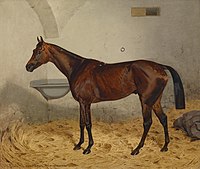 Mettalist, Sieger der Nemzeti dij (Ungarische 2,000 Guineas) von 1884