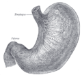 Продольные и циркулярные мышечные волокна желудка, вид сверху и спереди