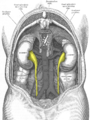 Topographische Anatomie des Ureters