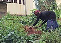 Harvesting yams on a local farm