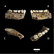 A lower jawbone