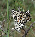 Lime butterflies mating in Narsapur, Medak district, India