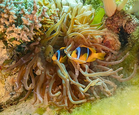 Red Sea clownfishes (Amphiprion bicinctus) in a magnificent sea anemone (Heteractis magnifica), Ras Muhammad National Park, Red Sea, Egypt.