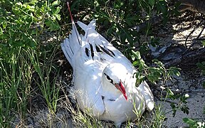 Red-tailed tropicbird (nesting)