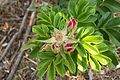 Rosa rugosa buds on Grape Island.