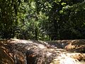 Foto uit het Ujung Kulon park