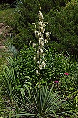 Yucca filamentosa