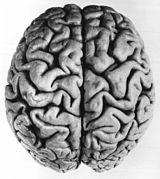 Cérebro humano (visão superior) exibindo padrões de giros e sulcos