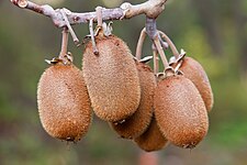 File:Actinidia chinensis - Austins Ferry.jpg