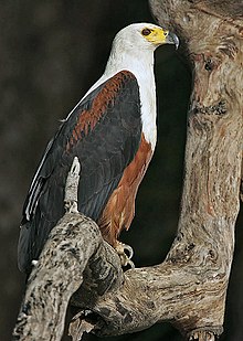 Flickr - Rainbirder - African Fish Eagle.jpg