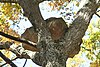 A rock in a tree in Yellowwood State Forest