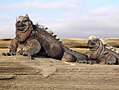 Image 12Marine iguana (from Galápagos Islands)