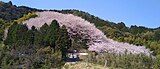 熊野神社の桜林（西条市）