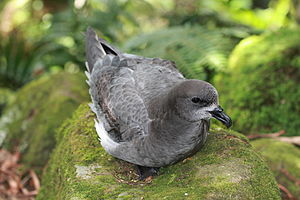 Solandra petrelo, ĉe la pinto de la Monto Gower, Insulo de Lord Howe