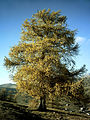 Europäische Lärche (Larix decidua)