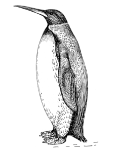 Palaeeudyptes klekowskii, pozdní eocén, Seymourův ostrov (Antarktida)