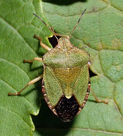 Zaļā vairogblakts (Palomena prasina)