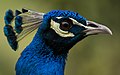 Cabeça de pavão-azul e sua crista de penas