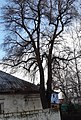 Poleradská lípa u bývalého hostince, památný strom