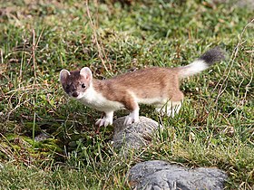 Hermină (Mustela erminea erminea)