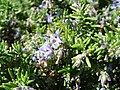 Trivialname (Erica officinalis)