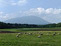 小岩井農場 放牧されている羊と岩手山