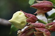 Flower buds