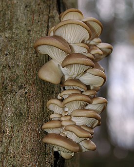 Osterivinokas (Pleurotus ostreatus)