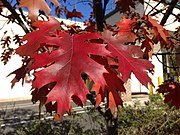 Autumn foliage