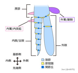 二叉型付属肢の基本外部形態