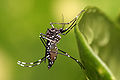 Image 3Nyamuk Aedes aegypti yang dapat membawa virus penyebab sejumlah penyakit seperti chikungunya, demam berdarah, demam kuning, dan demam Zika. Oleh: Muhammad Mahdi Karim. (from Portal:Virus/Gambar pilihan)