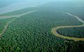 Image 15The Amazon rainforest alongside the Solimões River, a tropical rainforest. These forests are the most biodiverse and productive ecosystems in the world. (from Forest)