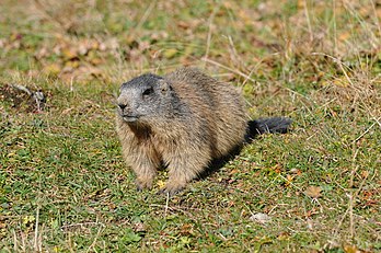 Marmota de les Ârpes (Marmota marmota). Cél rogior est present entre-mié 800 et 3 000 mètros dedens les Ârpes et pués los Carpatos. (veré dèfenicion 4 288 × 2 848*)