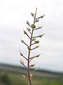 Silícules de botgeta muntanyenca (Alyssum montanum)