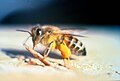非洲化蜜蜂是西方蜜蜂欧洲亞種与非洲亞種（東非蜂）的雜交產物