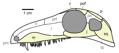 Crâne d'Archaeothyris.