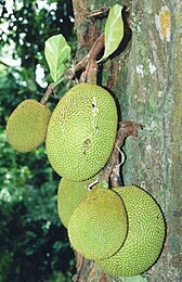 Cauliflorie bij nangka (Artocarpus heterophyllus)