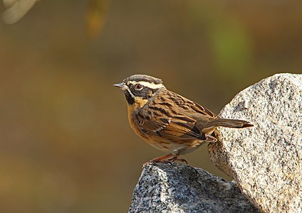 Brumăriță cu gât negru (Prunella atrogularis)