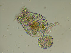 Brachionus plicatilis (Rotifera)