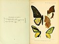 Book page showing watercolour plate of butterfly specimens